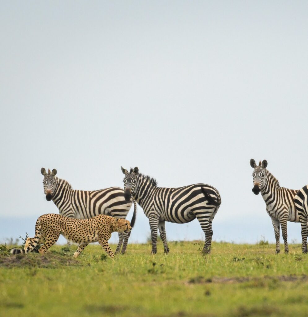 Cheetah walking past zebras in Masai Mara Game Reserve