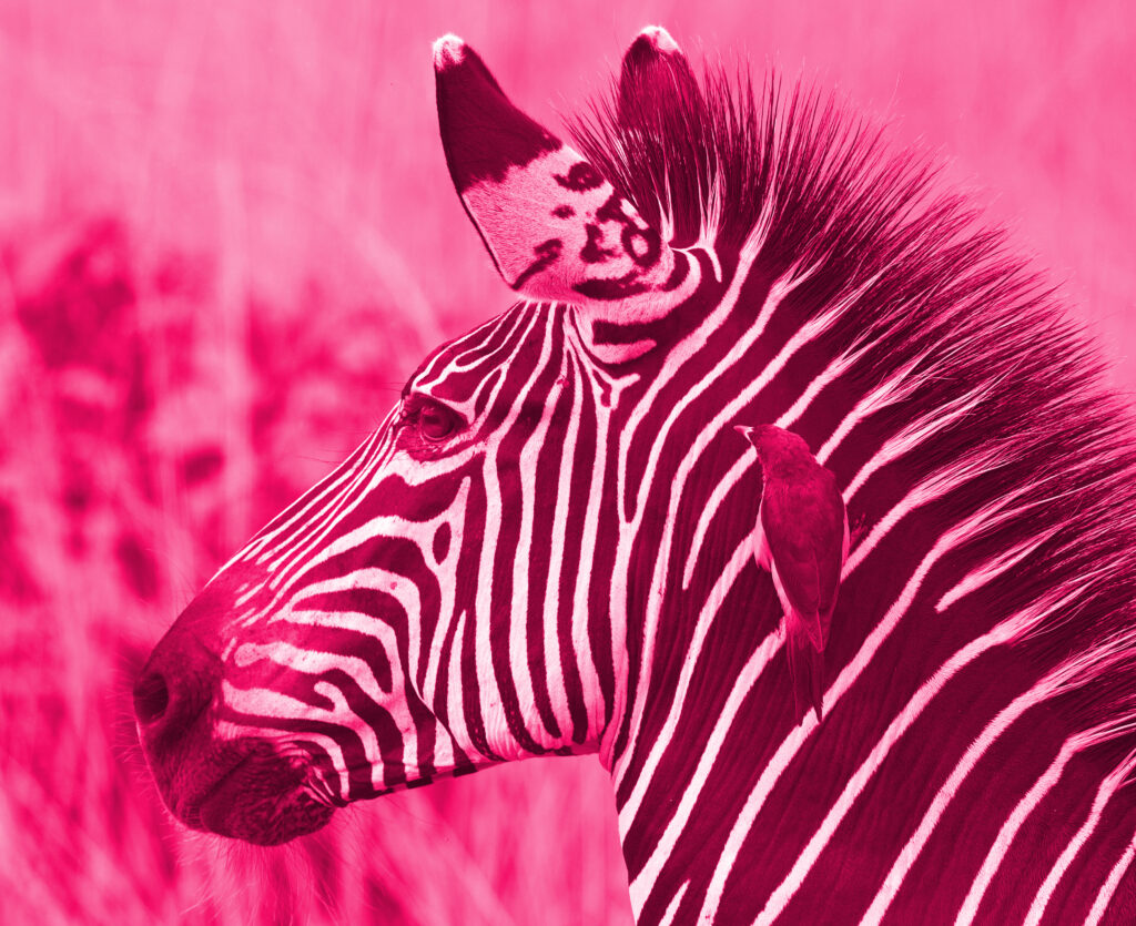 Magenta-colorized photo of zebra with yellow billed oxpecker