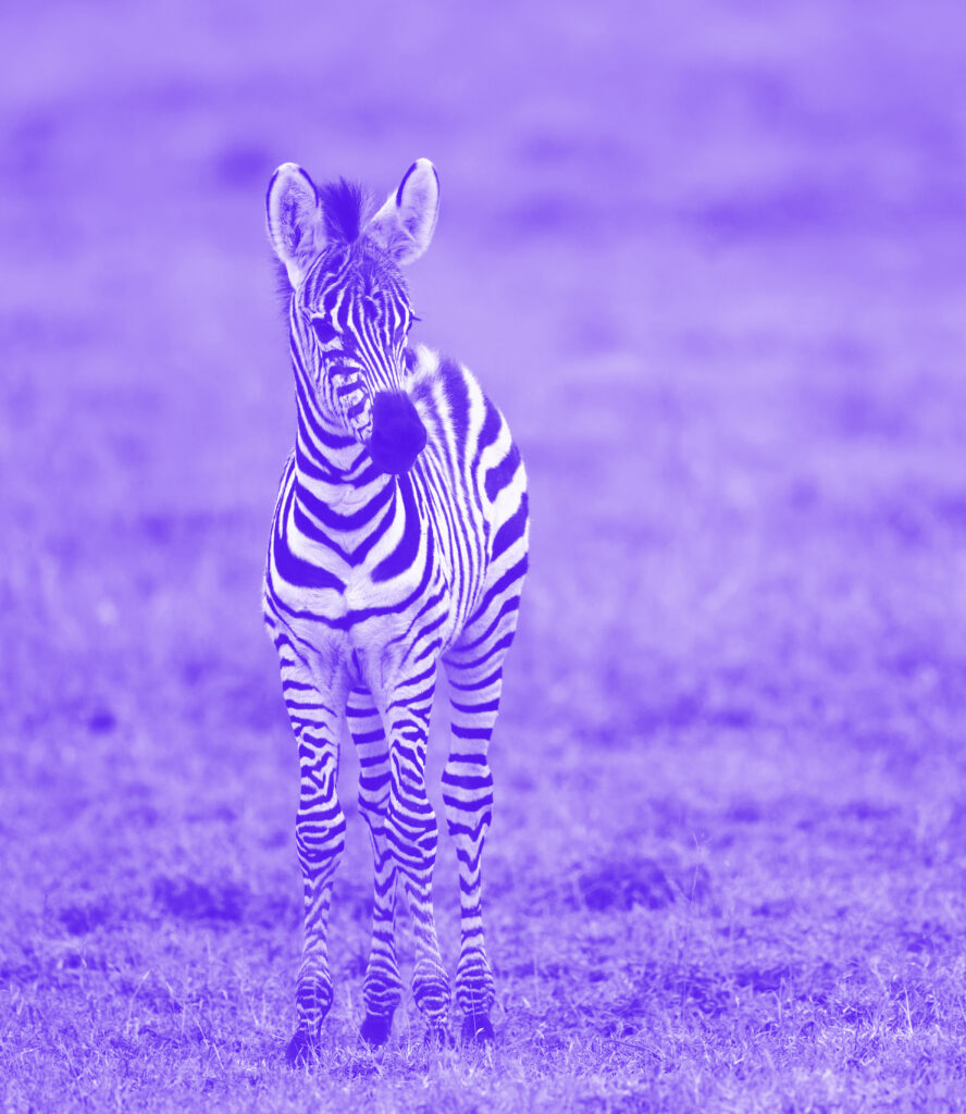 Purple-colorized photo of zebra foal.